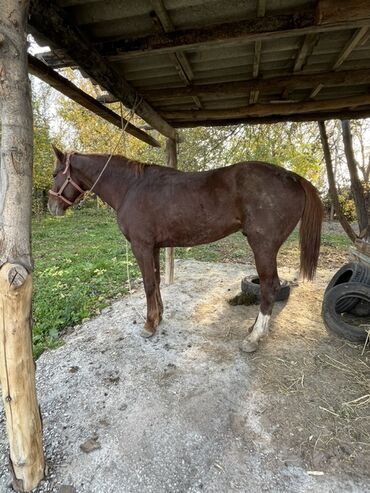 дом кошек: Сатам | Байтал | Жумушка