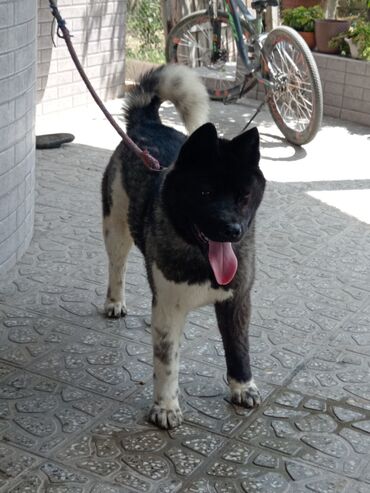 akita it: Akita-inu, 10 ay, Erkek