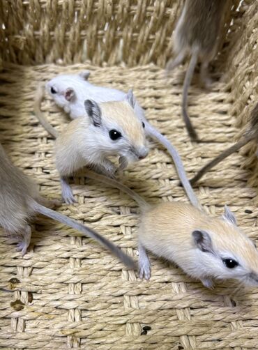 Хомяки: Ручные песчанки монгольские. Красивые окрасы, есть девочки и мальчики — 13