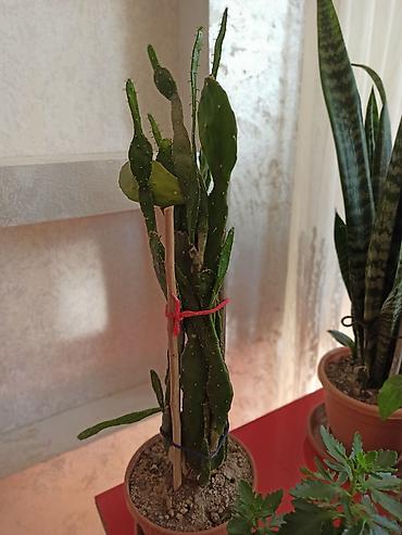 Digər bitkilər: Ev otaq gülləri – bir neçə növ 5-50 manat arası qiymət - — 9