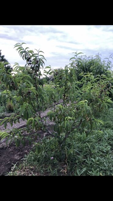 Torpaq sahələrinin satışı: 48 sot, Tikinti, Mülkiyyətçi, Bələdiyyə — 8