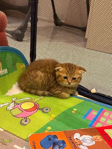 Животные: Scottish Fold balası – qızıl rəngli tabby - Cins: Scottish Fold — 3
