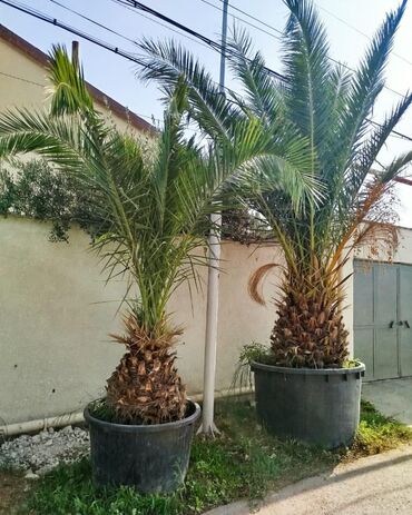 Digər bitkilər: ❇️Finik palama satilir Boyuk 1tonluq qabda balaca 500ltrliq qabda