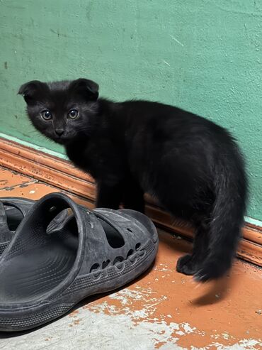 костюм животных: Отдаю котенка в добрые руки!девочка!мать шотландская вислоухая!