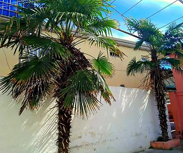 rozmarin bitkisi: Məhsul: Palma toxumu (Trachycarpus/heykəltəraş palma növünə bənzər fan — 4