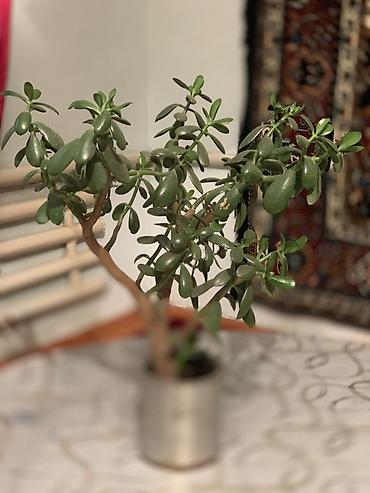 Бөлмө өсүмдүктөрү: Толстянка (денежное дерево), комнатное суккулентное растение. - Вид — 3