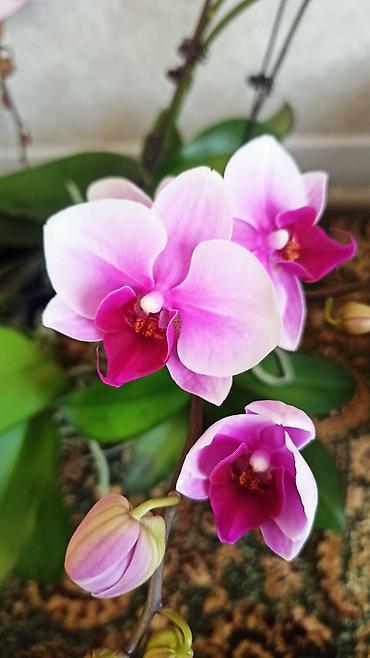 Орхидеи: Орхидея фаленопсис Особенности: - Крупные цветки классической формы — 8