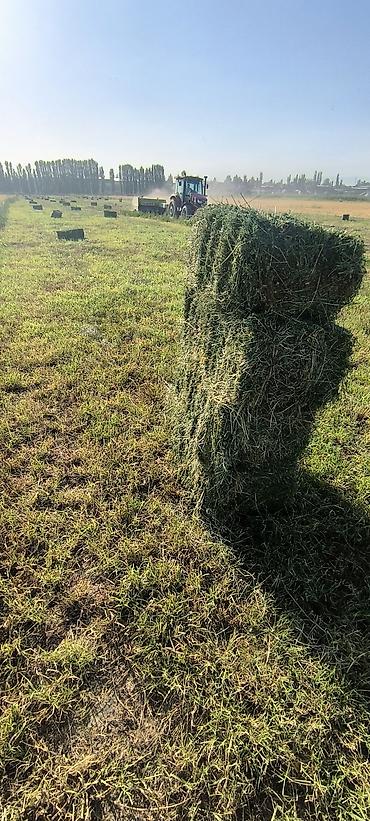 Продажа участков: 100 соток, Для сельского хозяйства — 6