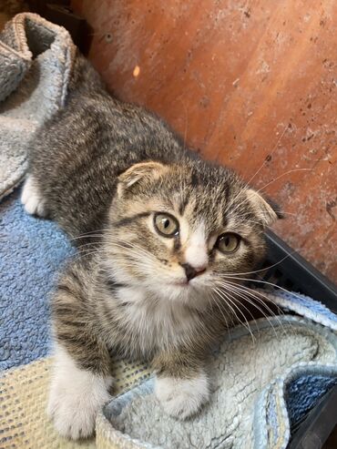 скоттиш страйт шотландская прямоухая кошка: Скотиш Фолд (Шотландская вислоухая), 3 месяца, Девочка, Биколор, Кастрирована, Метис, Приучена к лотку