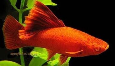 домашние рыбы: КУПЛЮ,Не дорого Живородак, аквариумные рыб: Меченосцов ананасового