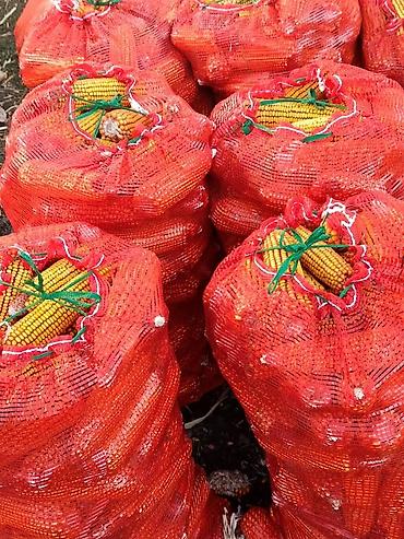початки кукуруза: Кукуруза в початках, фасованная в сетчатые мешки - Урожай в початках — 2