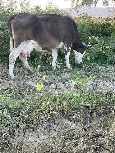 продам корову: Продаю | Корова (самка) | Для молока — 3