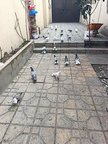 Göyərçinlər: Göyərçinlər satılır –tek cüt fərqi yoxdur kim görerem olsa münasib — 11