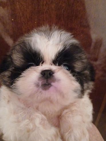 Продажа собак: Пекинес, 1 месяц, Самка — 3
