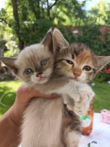 домашний питомец: Отдам в добрые руки двух милых котят. Мальчик сиамский с лева и