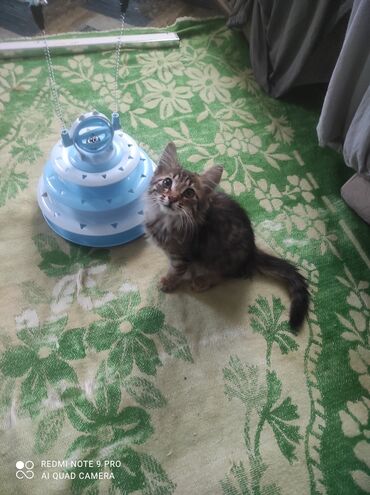 ev pişik: Pişik üçün interaktiv oyun dəsti - 3 mərtəbəli dairəvi tras: Hər