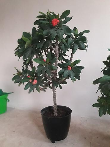 Молочаи: Комнатные растения в горшках: 1) Молочай Милла (Euphorbia milii — 2