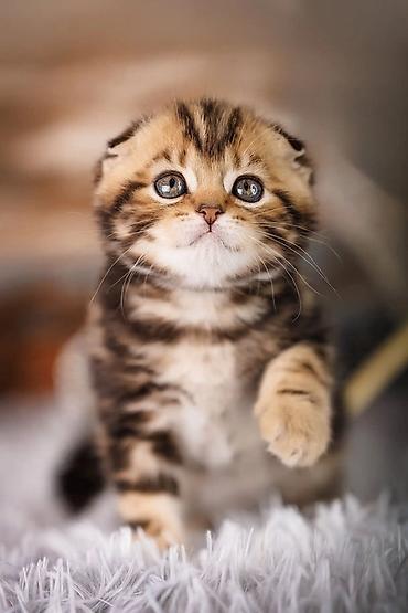 Pişiklər: Şotland yastı qulaq, Erkək, Dişi, Yaxşı əllərə, Ünvandan götürmə, Rayonlara çatdırılma, Pulsuz çatdırılma — 8