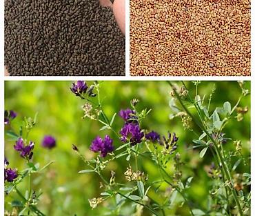 Кормовые растения: Беде урук, эспарцет урук сатылат, жугору урук кепилдиги менен дун жана — 5