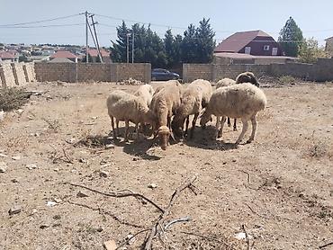qala cinsi qoyun satilir: Salamtam saglam qoyunlardir 8 ededdir isdeyen elaqe saxlasin — 4