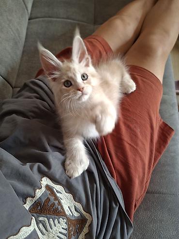 котёнок без породы: 🐾 Эксклюзивный мальчик полидакт в поисках достойных хозяев — 6