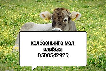 музо сатам: Частное лицо, Колбасный цех : Коровы, быки, Лошади, кони, | Круглосуточно — 3