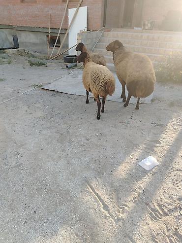 Qoyunlar, qoçlar: Qoyun sürüsü – 3baş - Növ: ehtimalən yerli ətlik/yunlu tip — 12