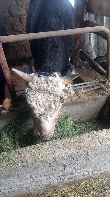 Коровы, быки: Продаю | Бык (самец) | Полукровка | На откорм | Племенные at lalafo.kg — 9 Коровы, быки: Продаю | Бык (самец) | Полукровка | На откорм | Племенные — 9