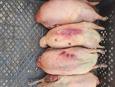 Other bird meat: Qaşqaldağ Bilənlər bilir necə dadlı olur Cəkisi gəlir 500 qram 600 -da lalafo.az — 7 Other bird meat: Qaşqaldağ Bilənlər bilir necə dadlı olur Cəkisi gəlir 500 qram 600 — 7