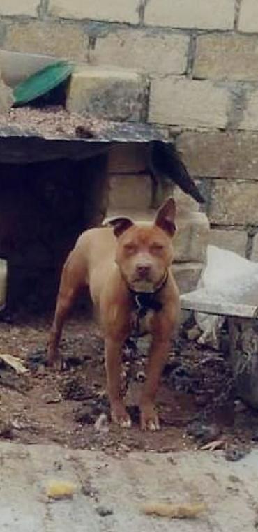i̇tler: Pitbul, 1 il, Dişi, Peyvəndli — 2