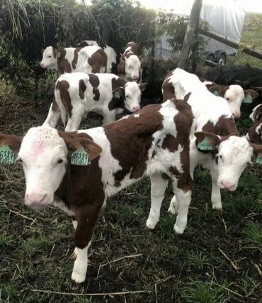 Dana, buzov: Dana, buzov, Dişi, Simental, ay: 1, Damazlıq, Ətlik, Rayonlara çatdırılma, Pulsuz çatdırılma, Ödənişli çatdırılma — 14