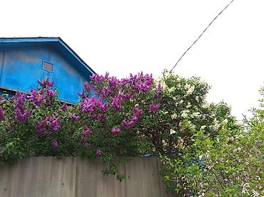 Сирень: Продаю саженцы. Сажать и пересаживать нижеперечисленное нужно весной — 14