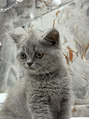 Кошки: Британская, Самка, Платная доставка, Самовывоз — 3