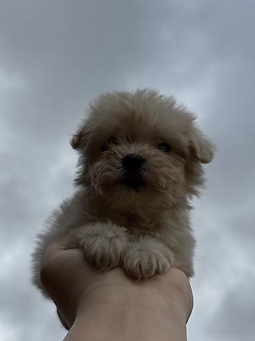 İtlər: Peyvəndli — 2