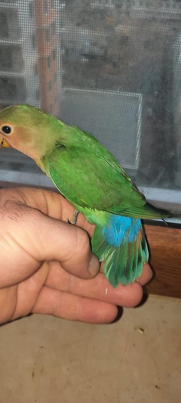 Tutuquşları: Bala Valnisti 9azn Boş qəfəs 9azn 1 bala quş +Qəfəs +Suqabı+Yemqabı — 19