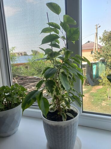 Другие комнатные растения: Молодой саженец лимона, выращенный в домашних условиях. Растение имеет at lalafo.kg — 13 Другие комнатные растения: Молодой саженец лимона, выращенный в домашних условиях. Растение имеет — 13