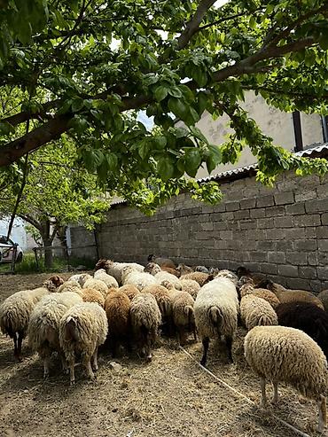 Mal-qara: Qurbanlıq Quzuların satışı Müxtəlif çəkidə quzular mövcuddur. Diri — 1