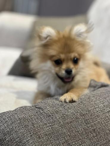 İtlər: Şpitz — 7