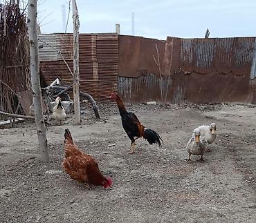 Xoruzlar: Xoruz, Heyratı, il: 1 — 8