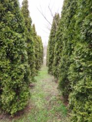 Toxumlar: Thuja toxumları, sərv, Arizona sərv, mavi thuja, qərb thuja və şərq — 3