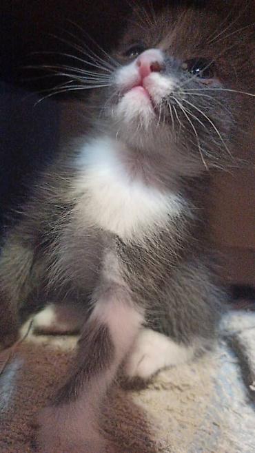 реальному: Котята домашние, ласковые и игривые. Описание: - Окрас: один — 1