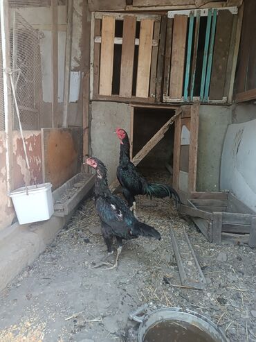 dəvəquşu yumurtası qiyməti: Xoruz, il: 1
