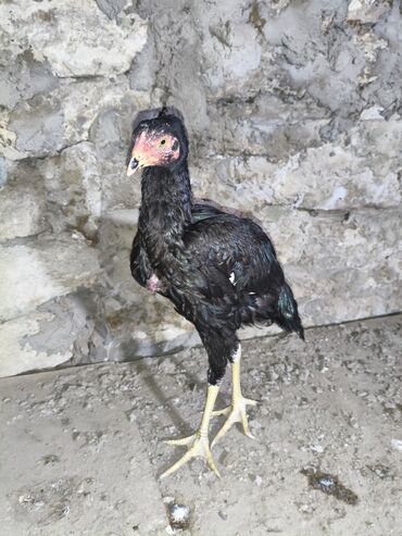 Cücələr: Toyuq cücələri, Damazlıq, Ünvandan götürmə — 15