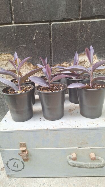 вид цветов: Традесканция паллида (Tradescantia pallida, «пурпурное сердце») —