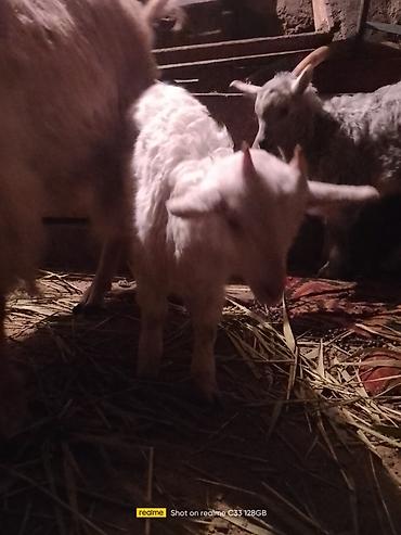 Козы, козлы: Продаю | Козлёнок | Зааненская | Для разведения at lalafo.kg — 5 Козы, козлы: Продаю | Козлёнок | Зааненская | Для разведения — 5