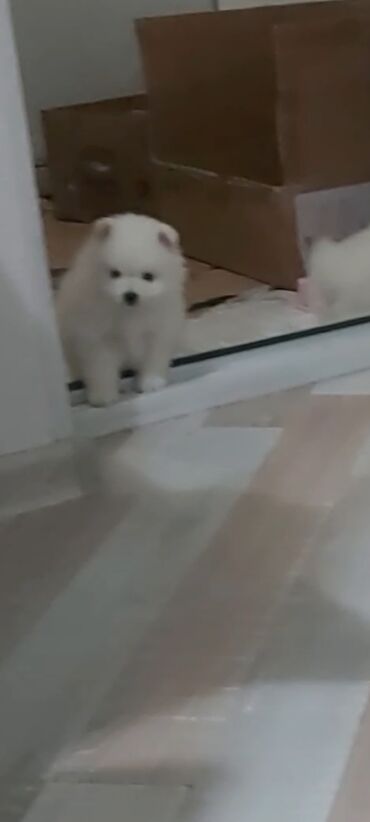 İtlər: Şpitz, 1 ay, Erkek — 9