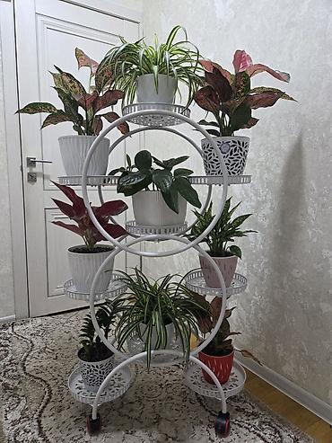 Полка, этажерка для цветов, Новый, Железо, Самовывоз at lalafo.kg Полка, этажерка для цветов, Новый, Железо, Самовывоз