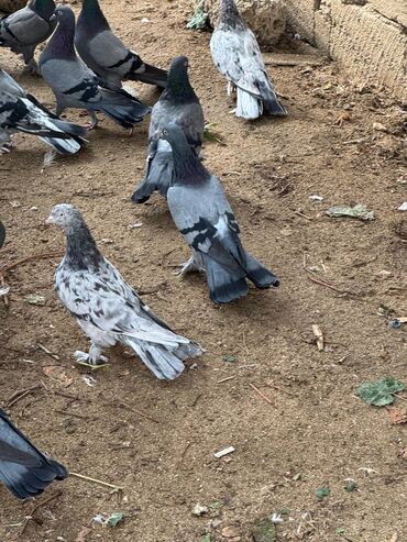 Göyərçinlər: Kəməti göylərdi içində 3 4 dənə əbrəş var. 17-20 tukdulər. kom şəkildə -da lalafo.az — 13 Göyərçinlər: Kəməti göylərdi içində 3 4 dənə əbrəş var. 17-20 tukdulər. kom şəkildə — 13