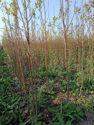 Tinglər: Her sor tinglermiz movcuddur yerli və xarici sortlar var sortlara — 12