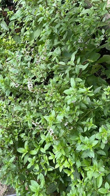 урна для мусора уличная металлическая: Свежая мята,саженцы 🌱🍸🍋‍🟩